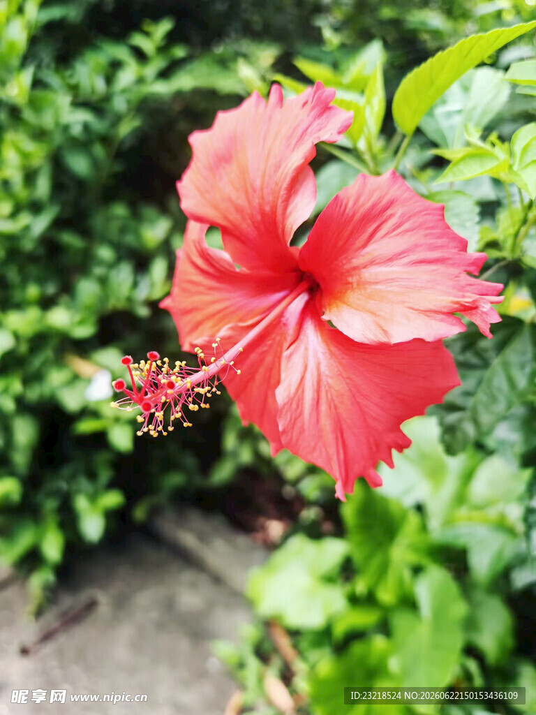 扶桑花