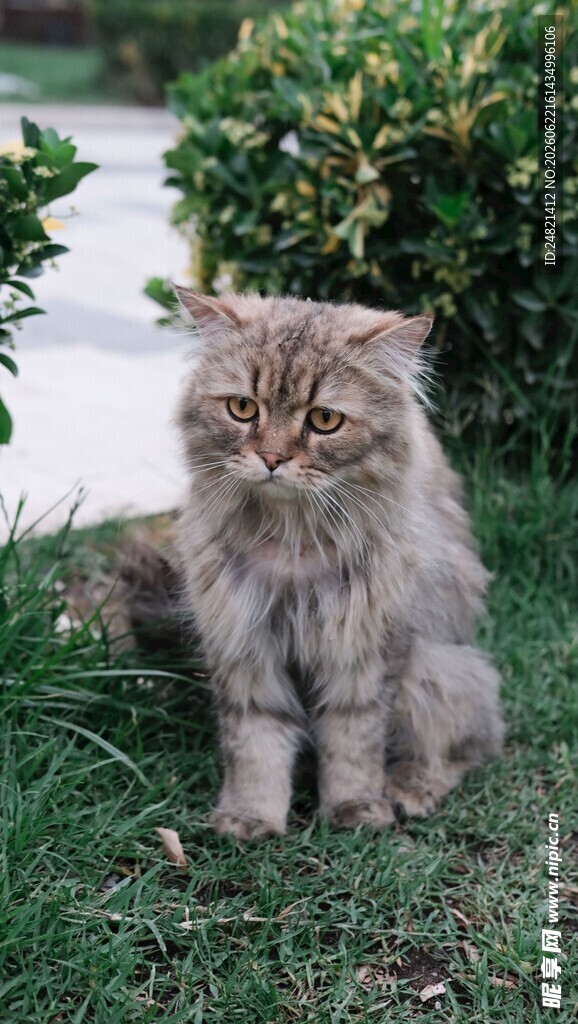 草地上的可爱长毛猫咪