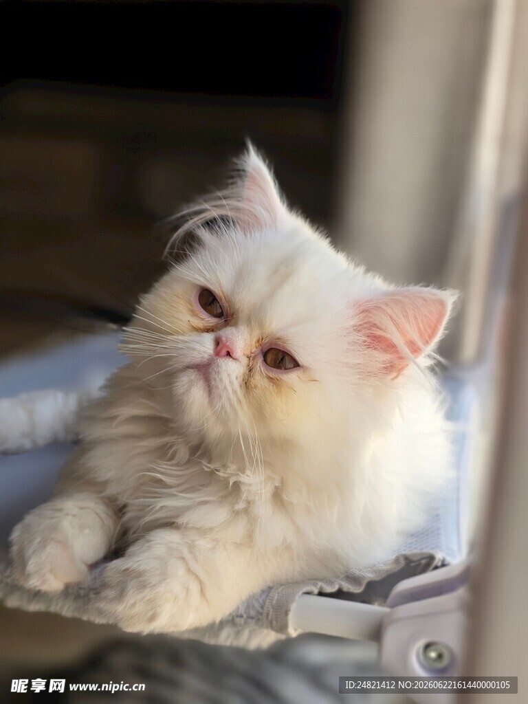 可爱波斯猫惬意舔毛