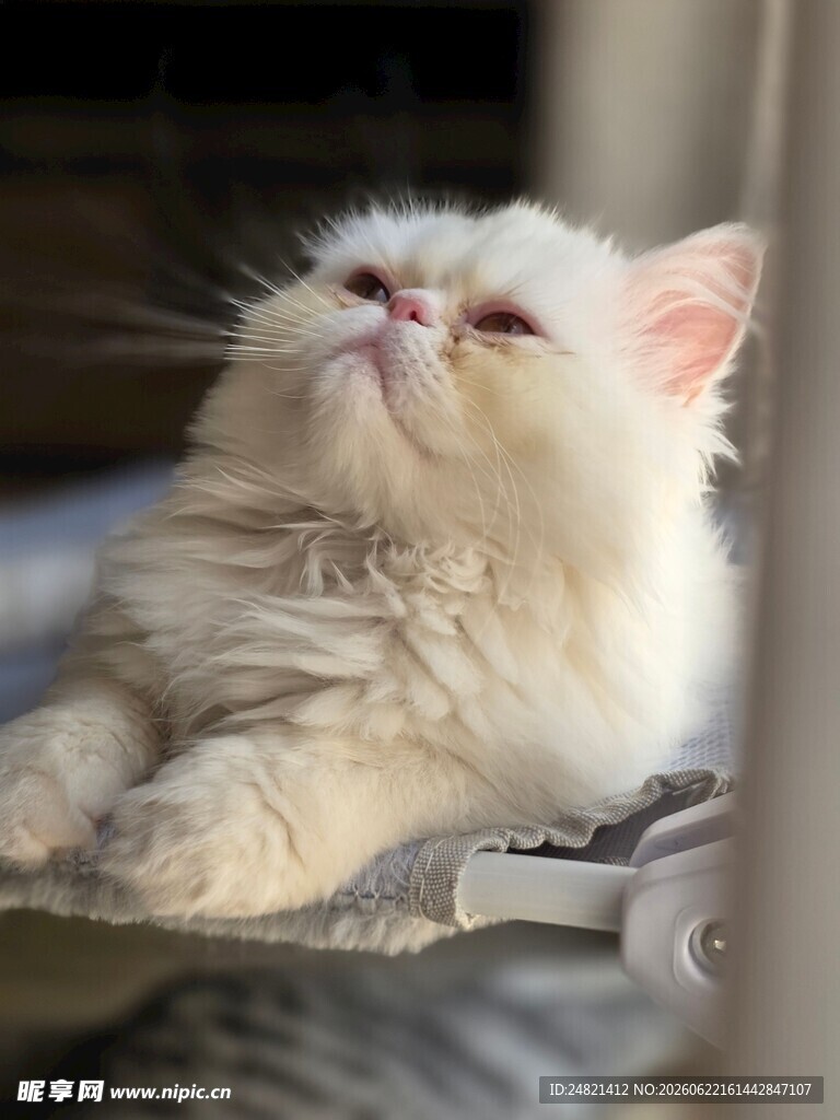 慵懒猫咪惬意躺卧