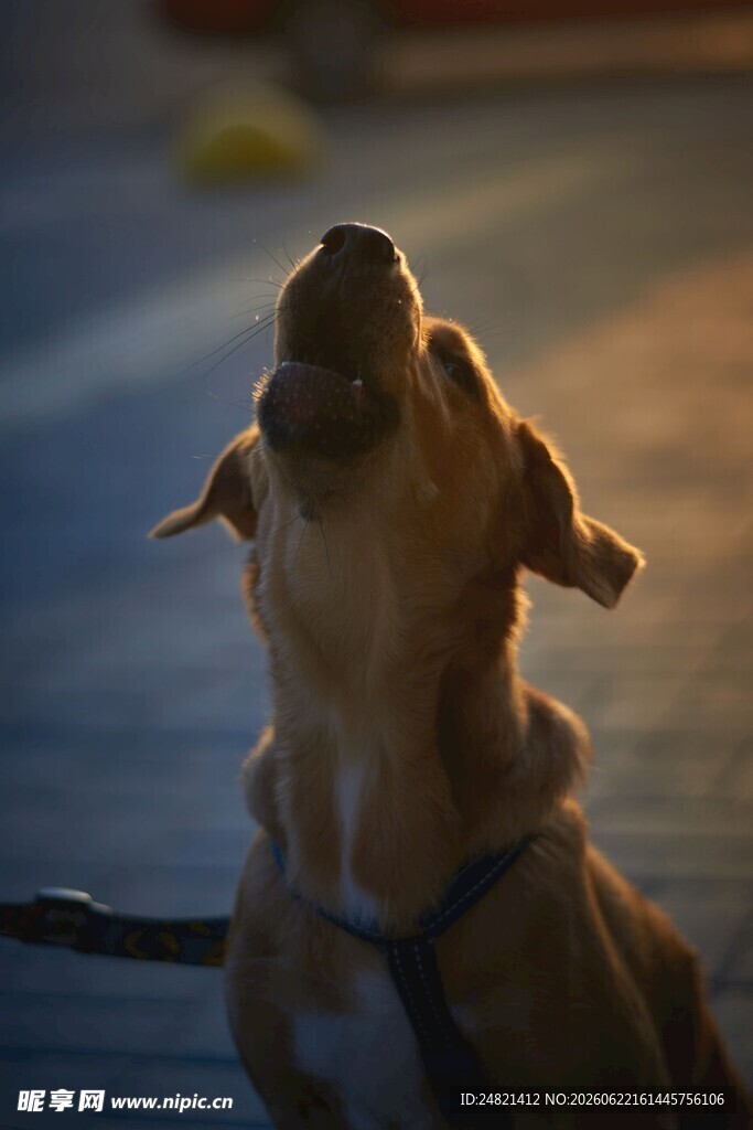 仰头张望的可爱狗狗
