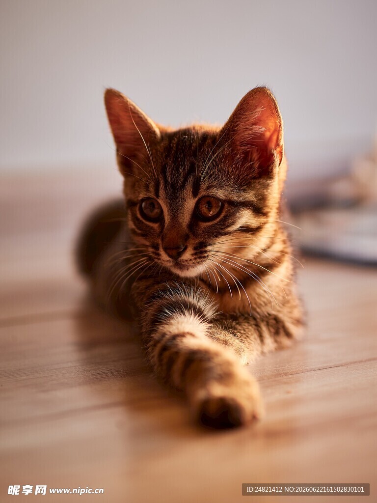 可爱小猫趴木地板