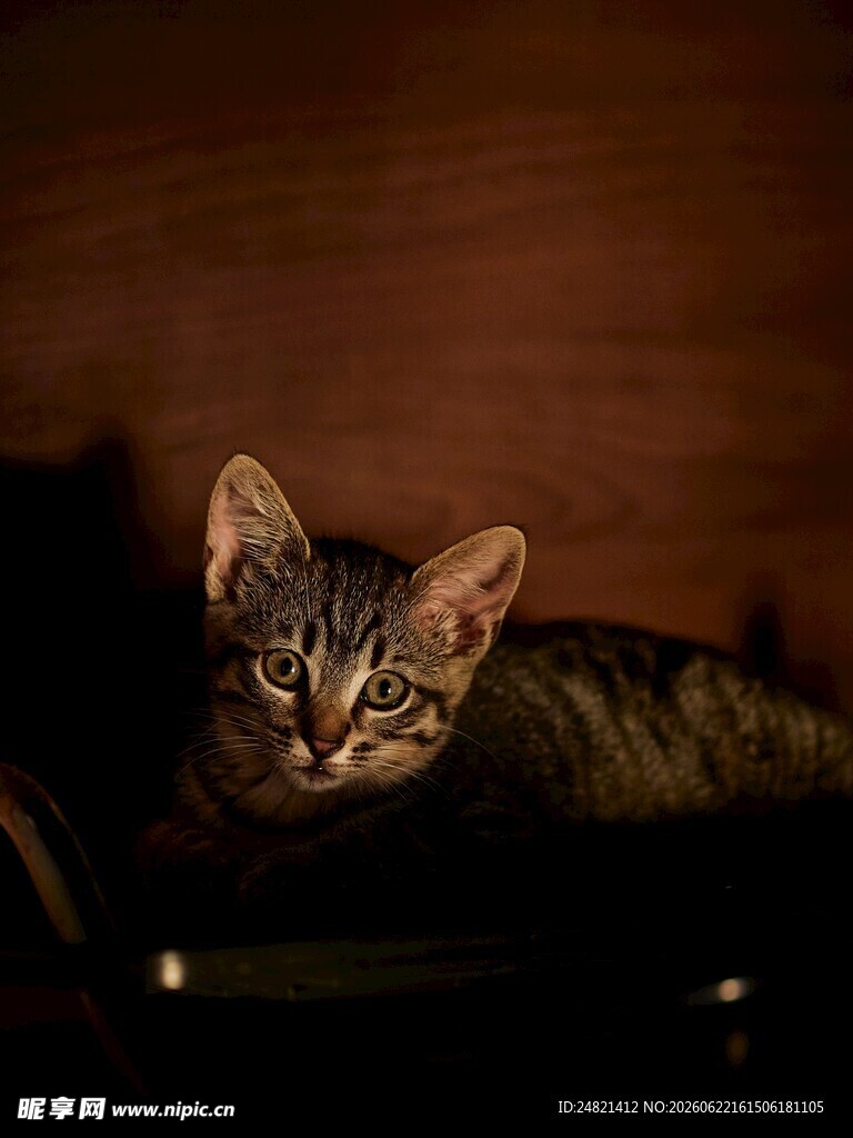 暗光下的可爱斑纹猫咪