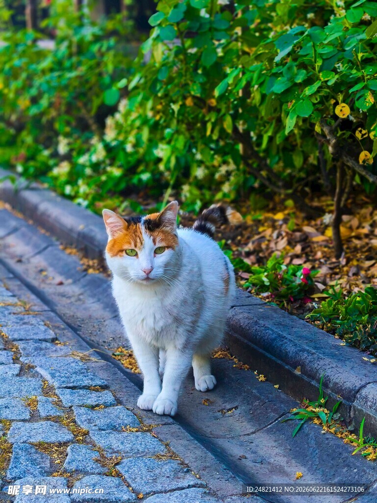 路边的可爱猫咪