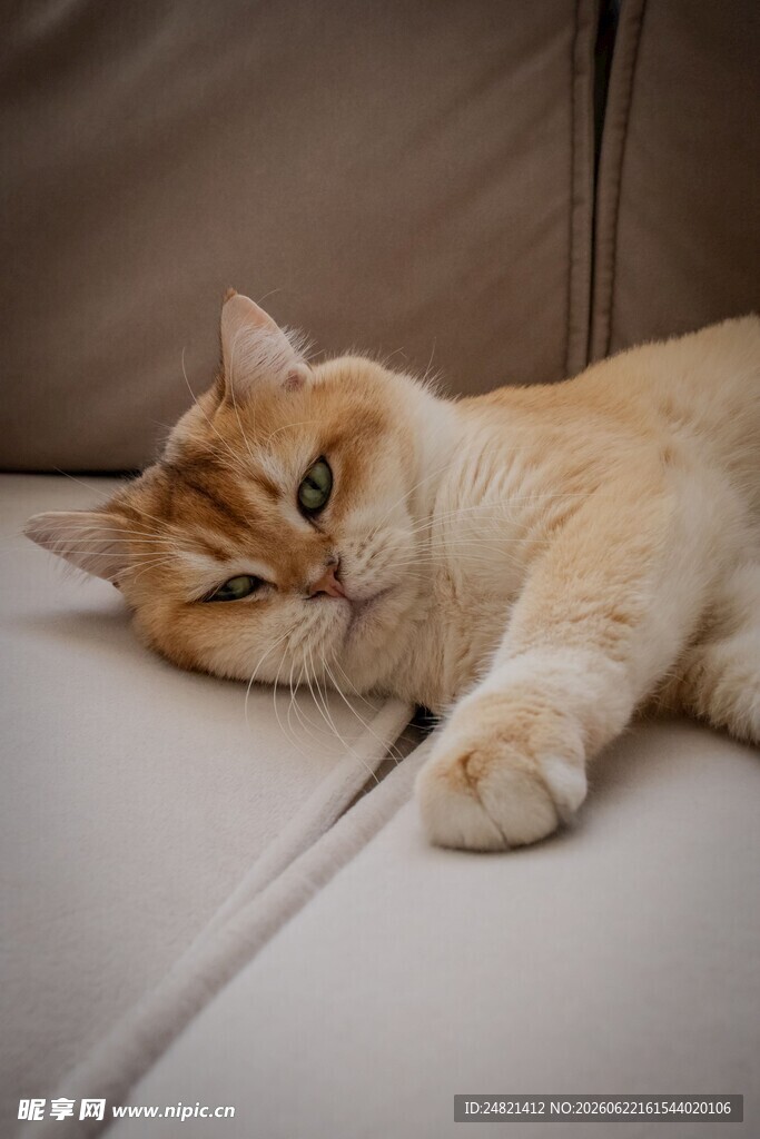 慵懒猫咪惬意躺沙发