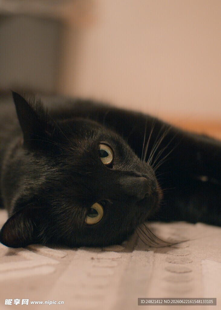 黑猫慵懒趴卧