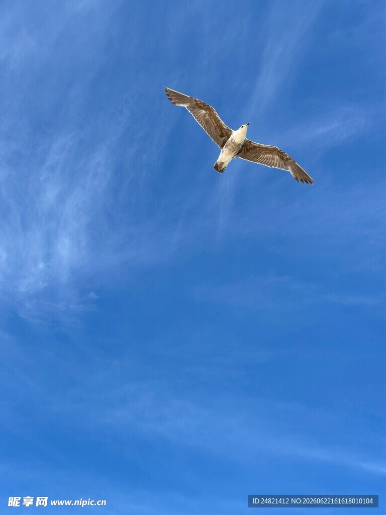 蓝天中翱翔的海鸥