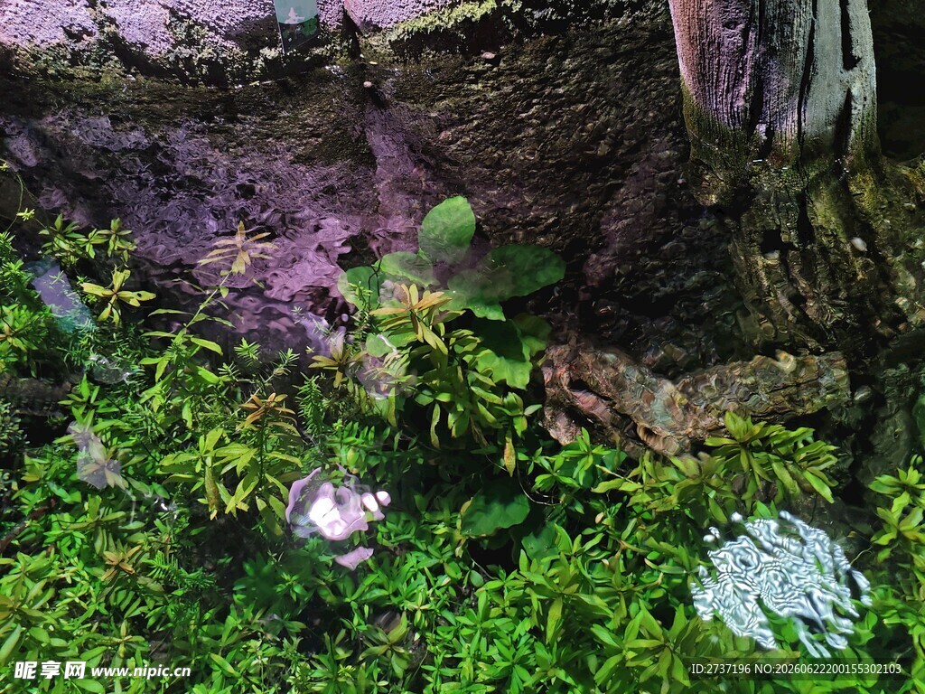 水下生物