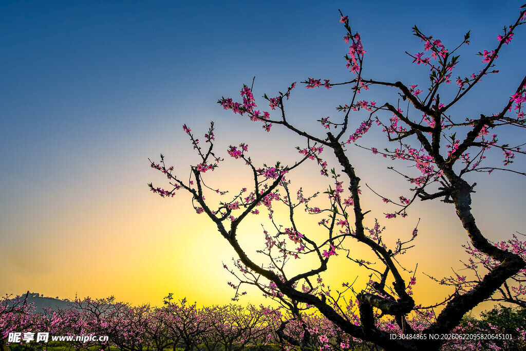 夕阳下的烂漫桃花树