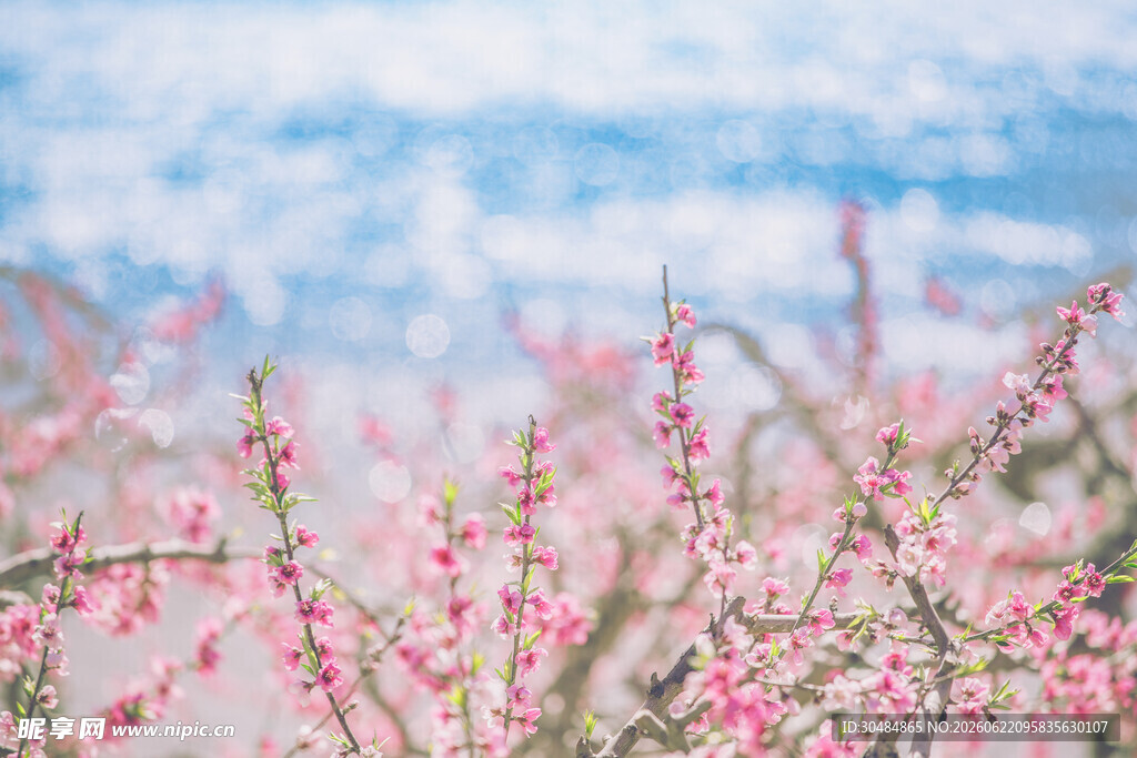 春日绽放的粉嫩桃花枝