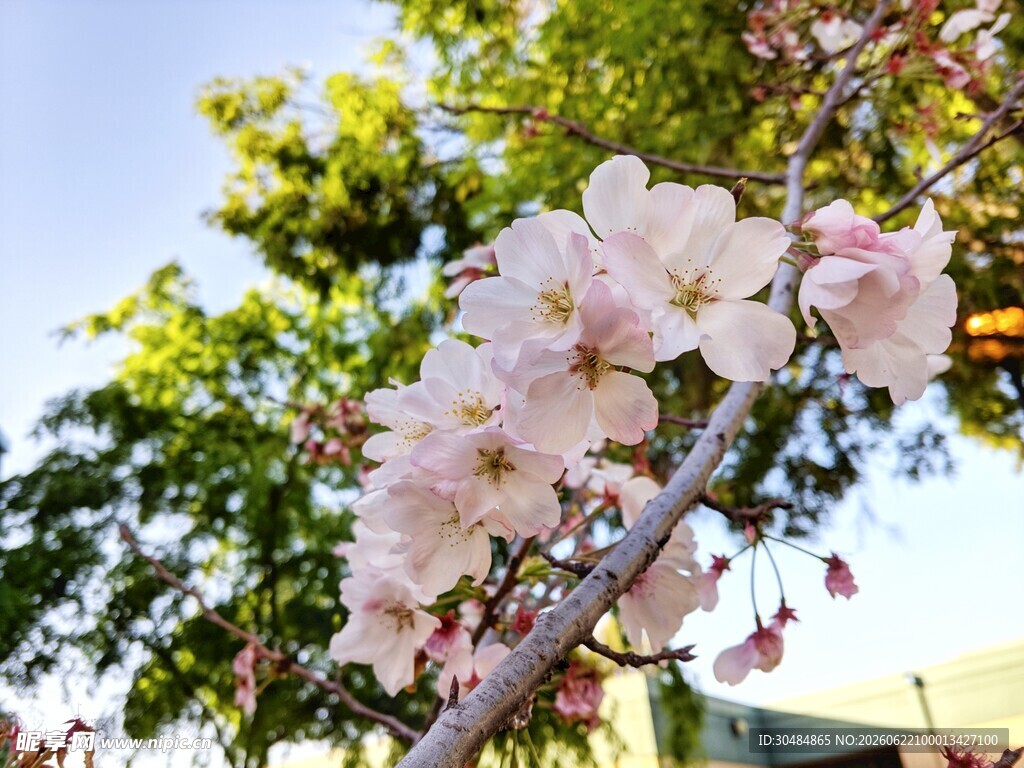 枝头绽放的粉嫩樱花