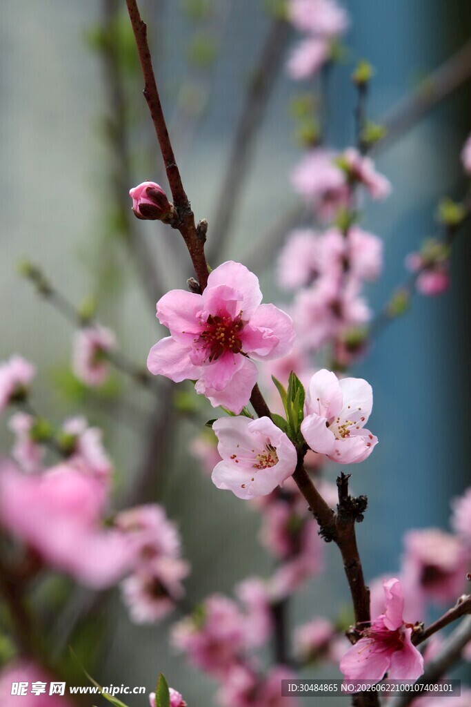 粉嫩桃花