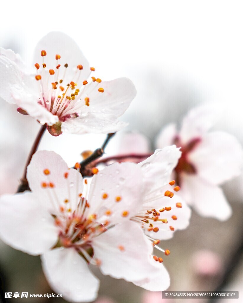 绽放的杏花
