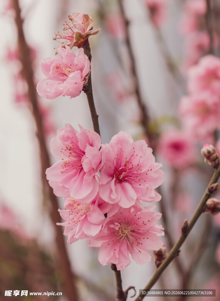 粉嫩桃花绽放枝头