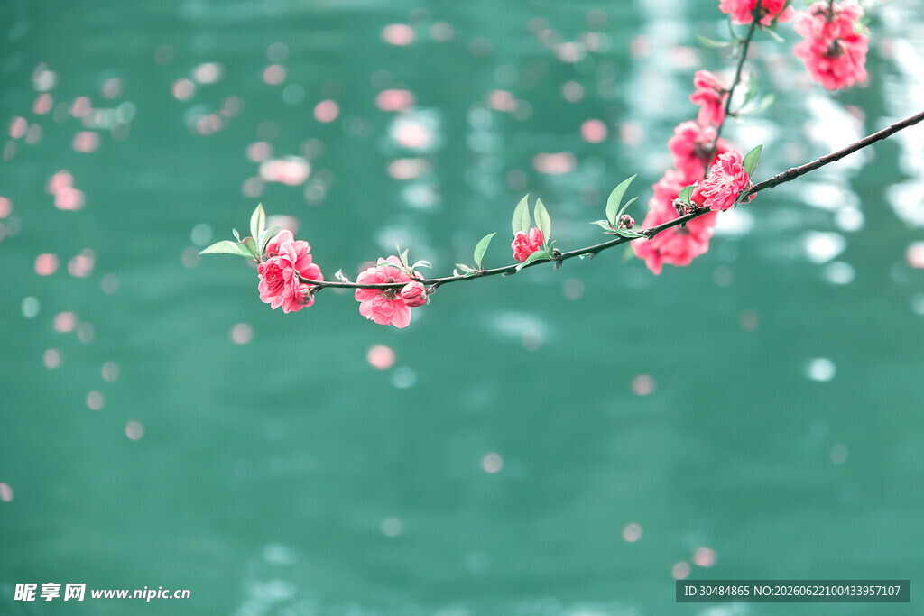 枝头绽桃花映绿水