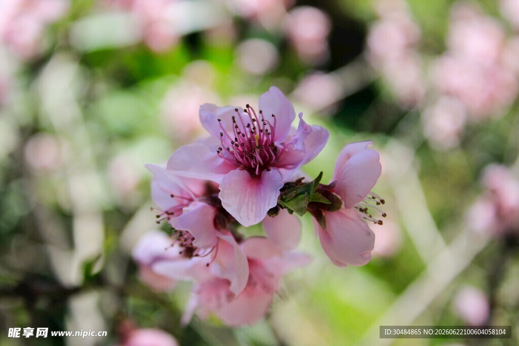 桃花