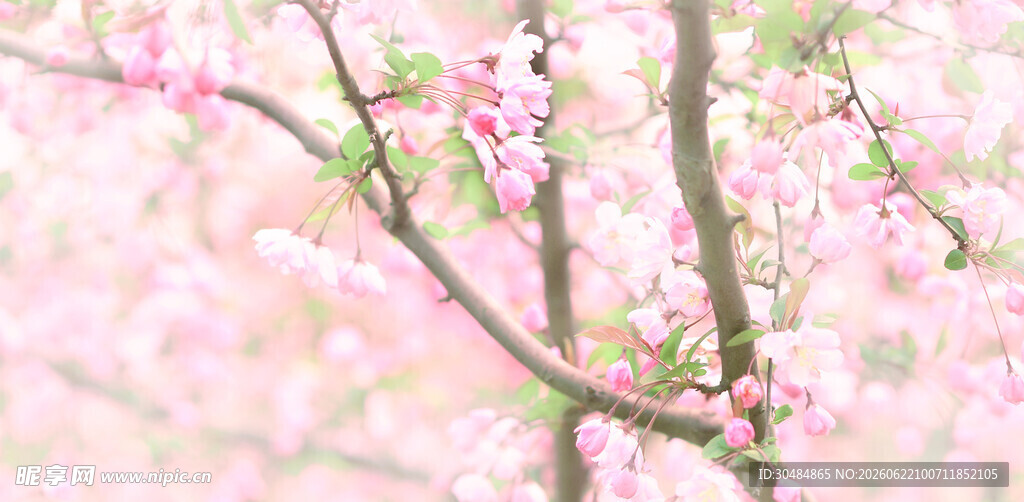 春日粉嫩桃花枝