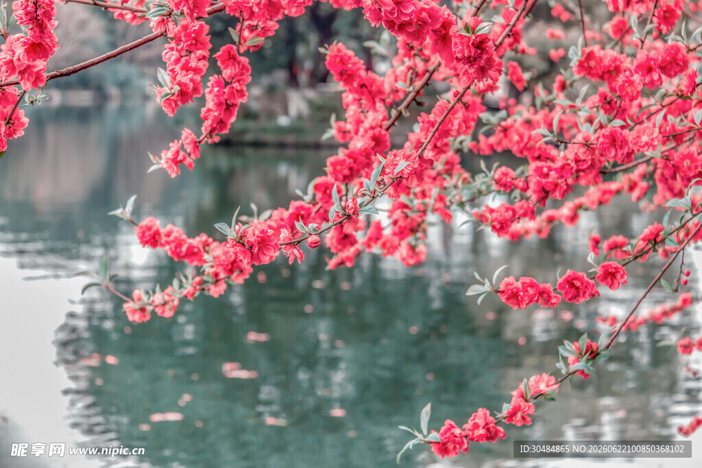 水边山桃花