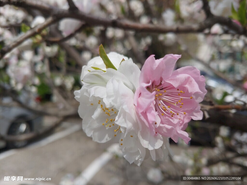 樱花