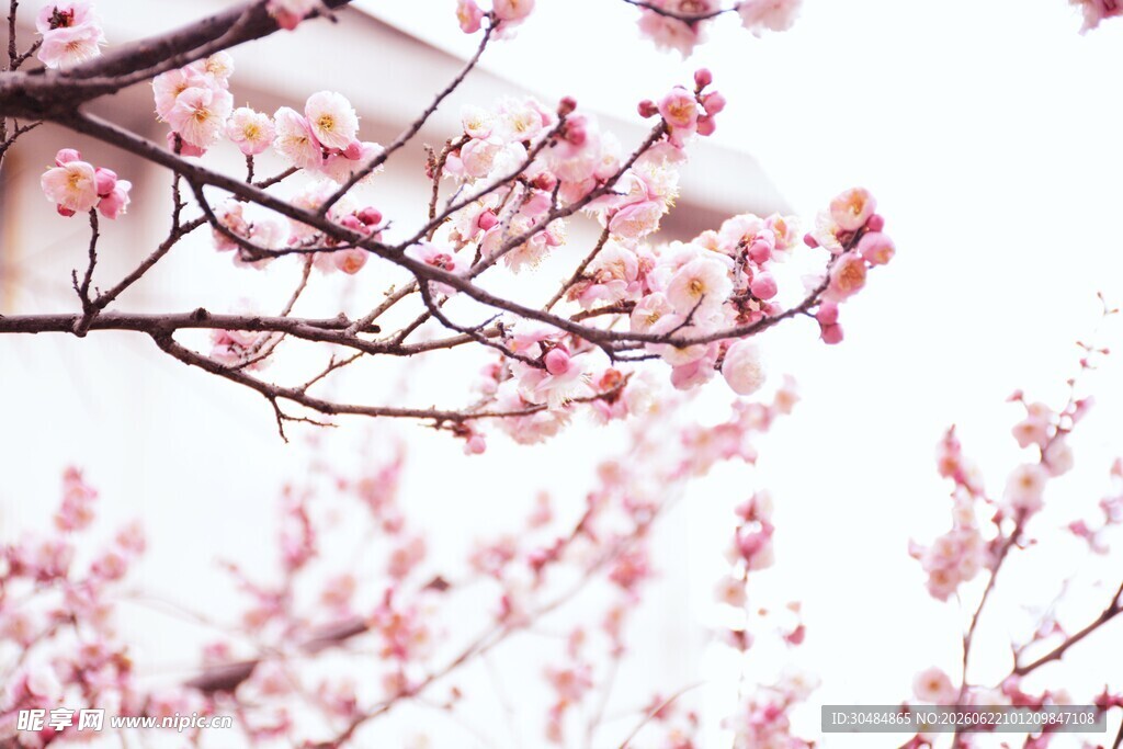 枝头绽放的粉嫩樱花