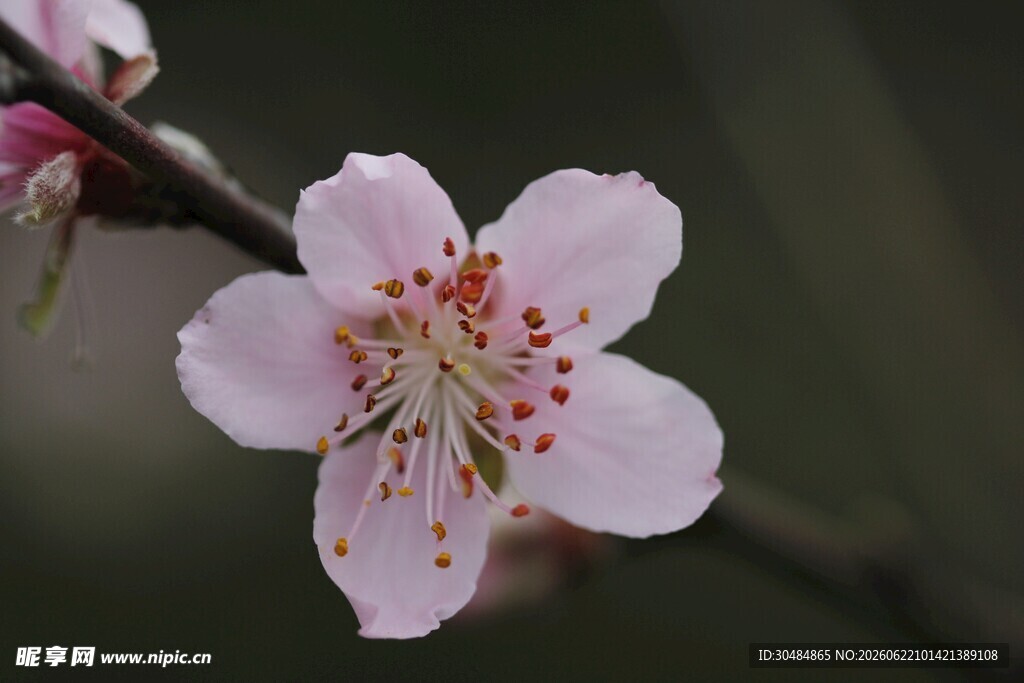 桃花