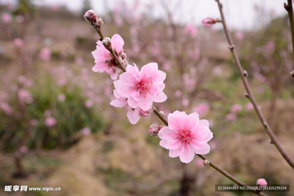 桃花