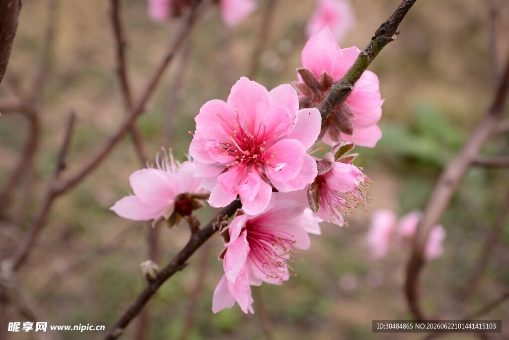 桃花