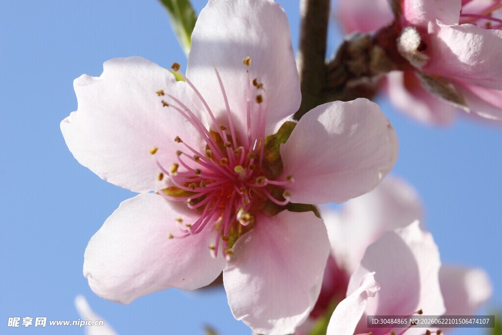 桃花