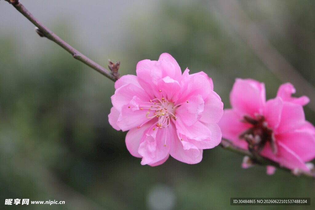 娇艳桃花枝头绽放