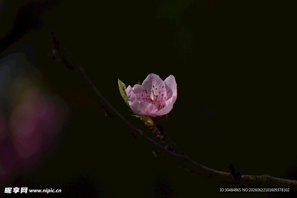 一枝独秀的桃花