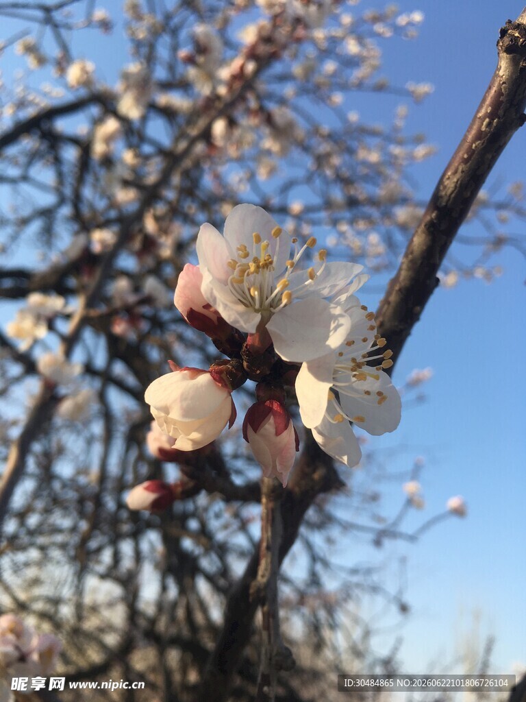 枝头绽放的粉嫩杏花