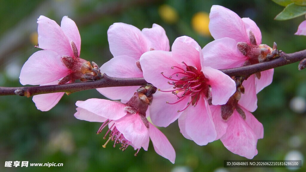 桃花