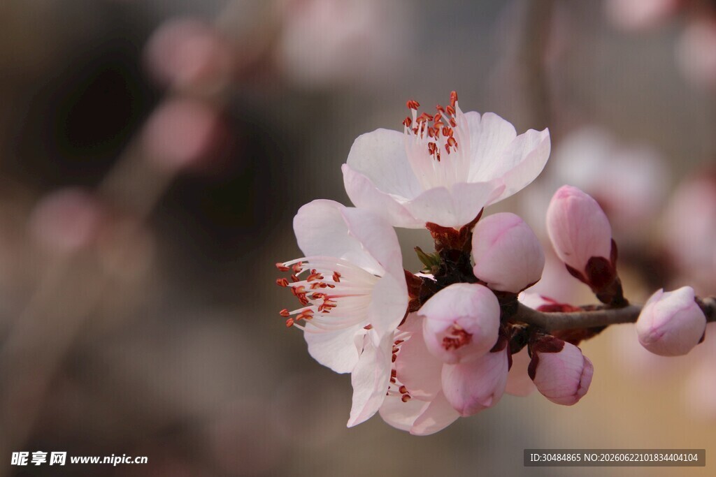 粉嫩桃花枝上绽