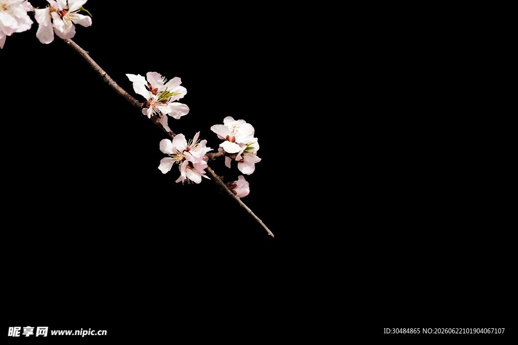黑色背景下的桃花