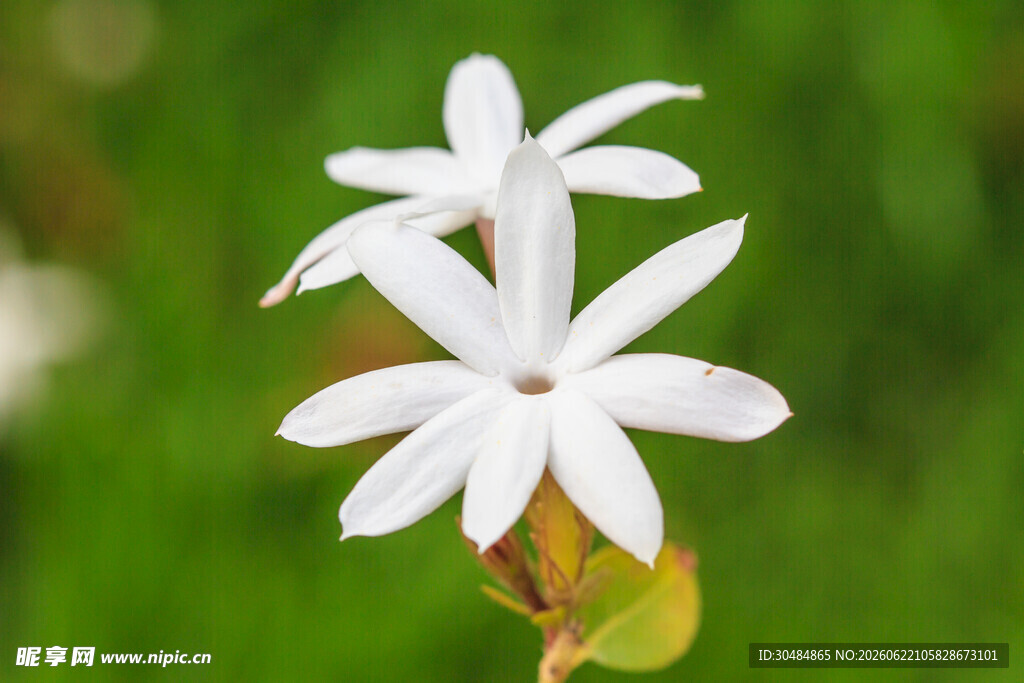 清新茉莉花