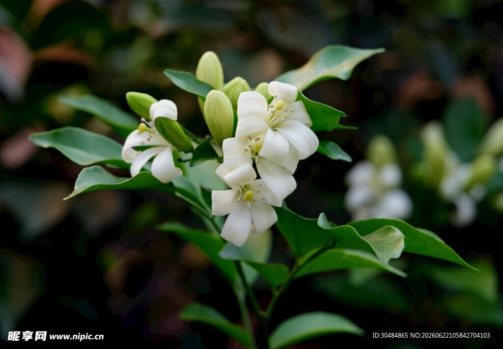 绽放的茉莉花