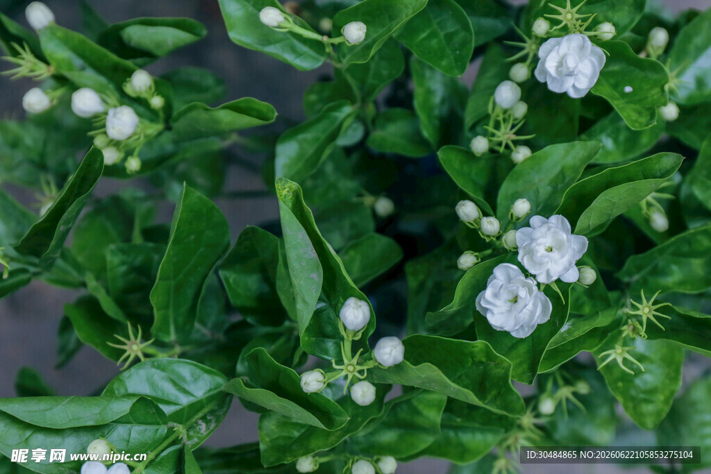 绿叶间的茉莉花