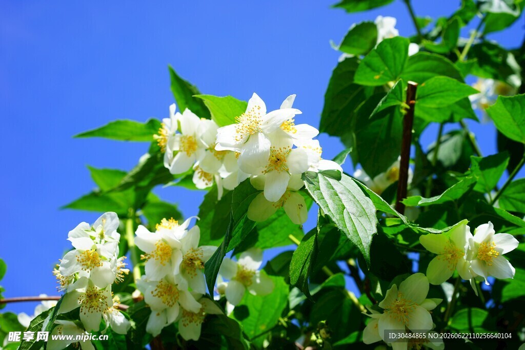 茉莉花