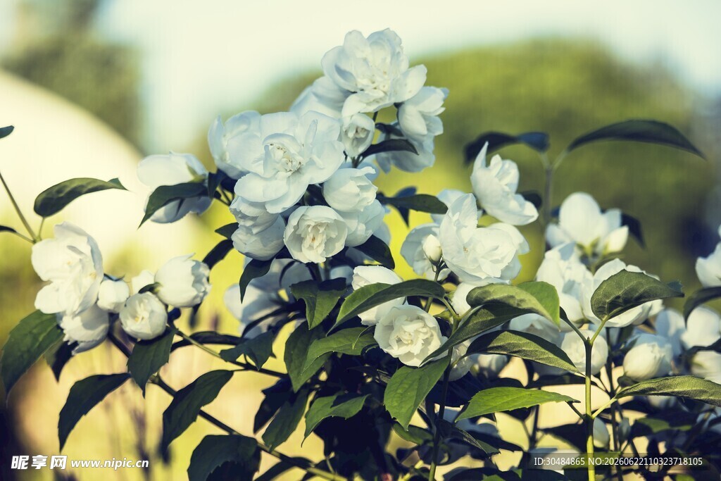 洁白茉莉花
