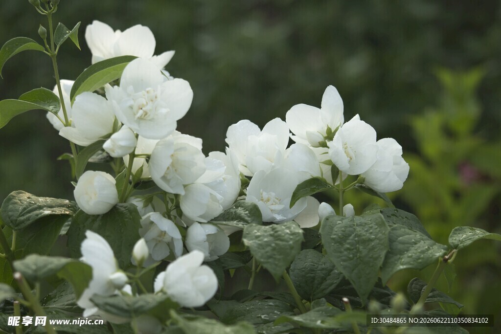 洁白茉莉花