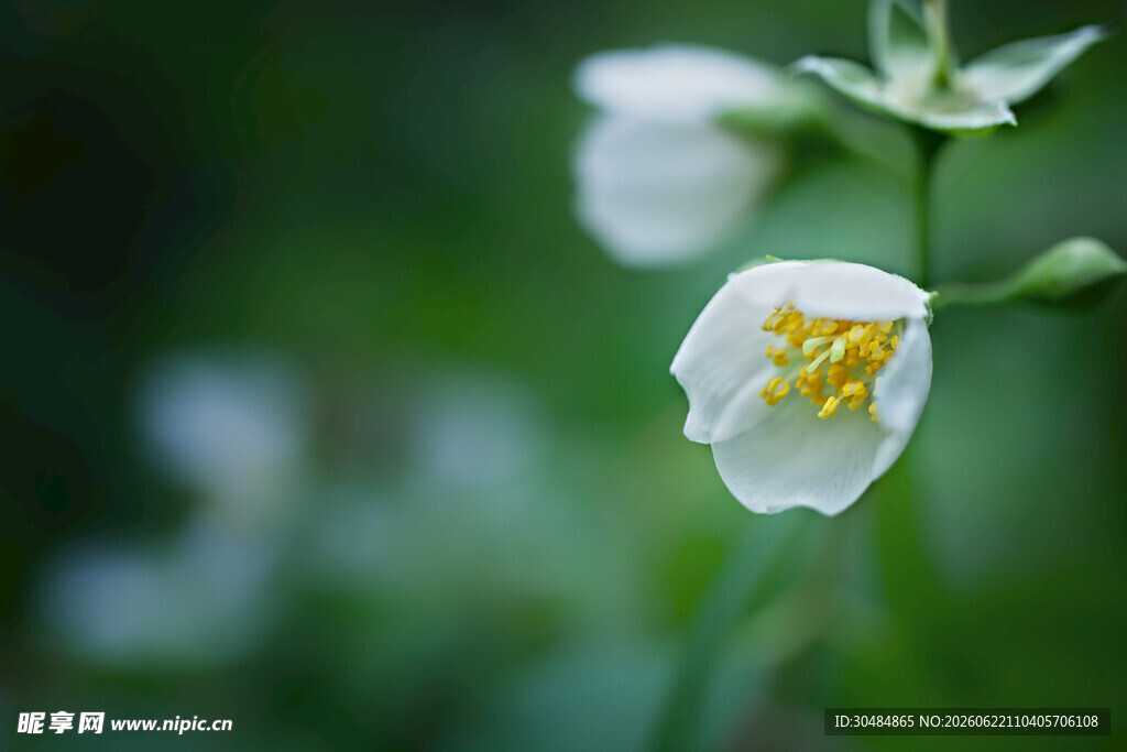 金樱子花