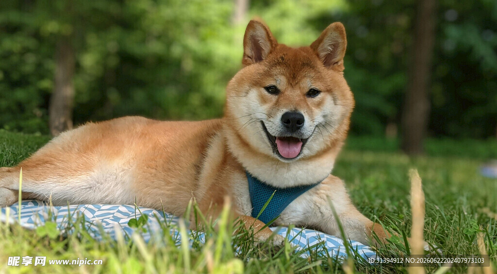 草地上惬意的微笑柴犬