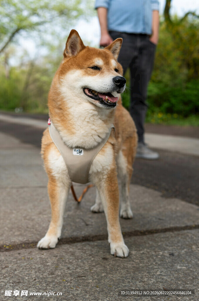 可爱柴犬与主人户外同行