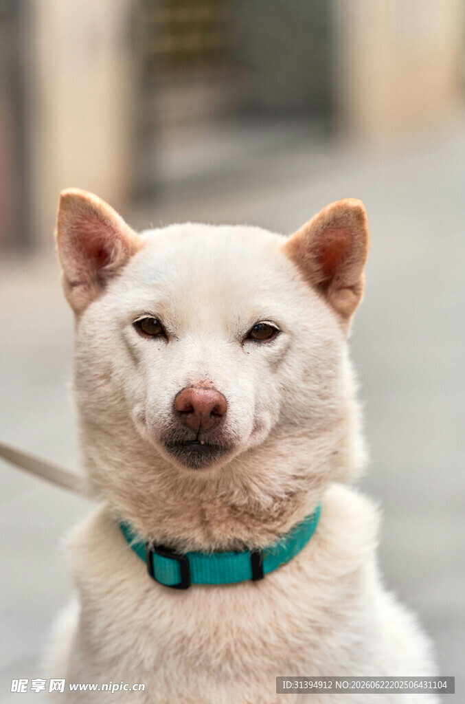 可爱白柴犬戴蓝项圈