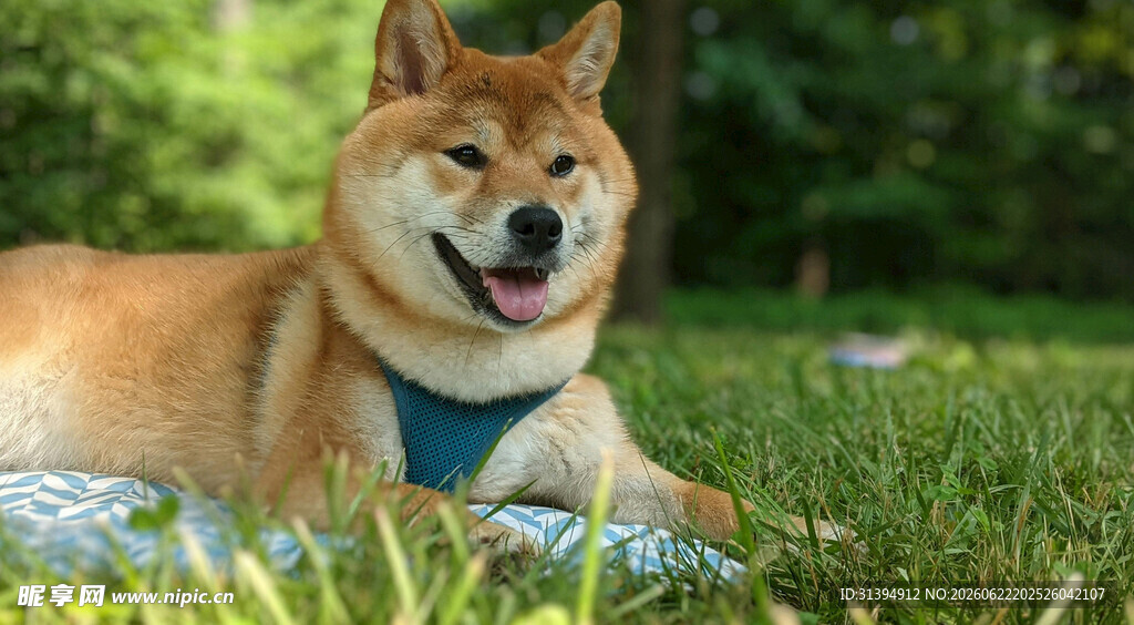 草地上惬意的柴犬