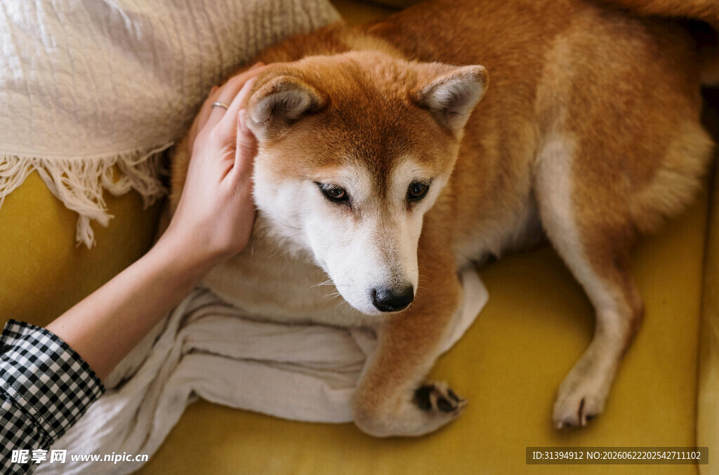 抚摸柴犬的温馨瞬间