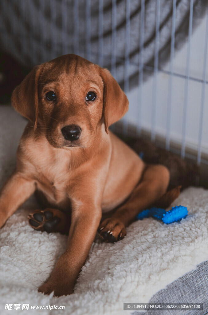 可爱棕色幼犬安静坐着