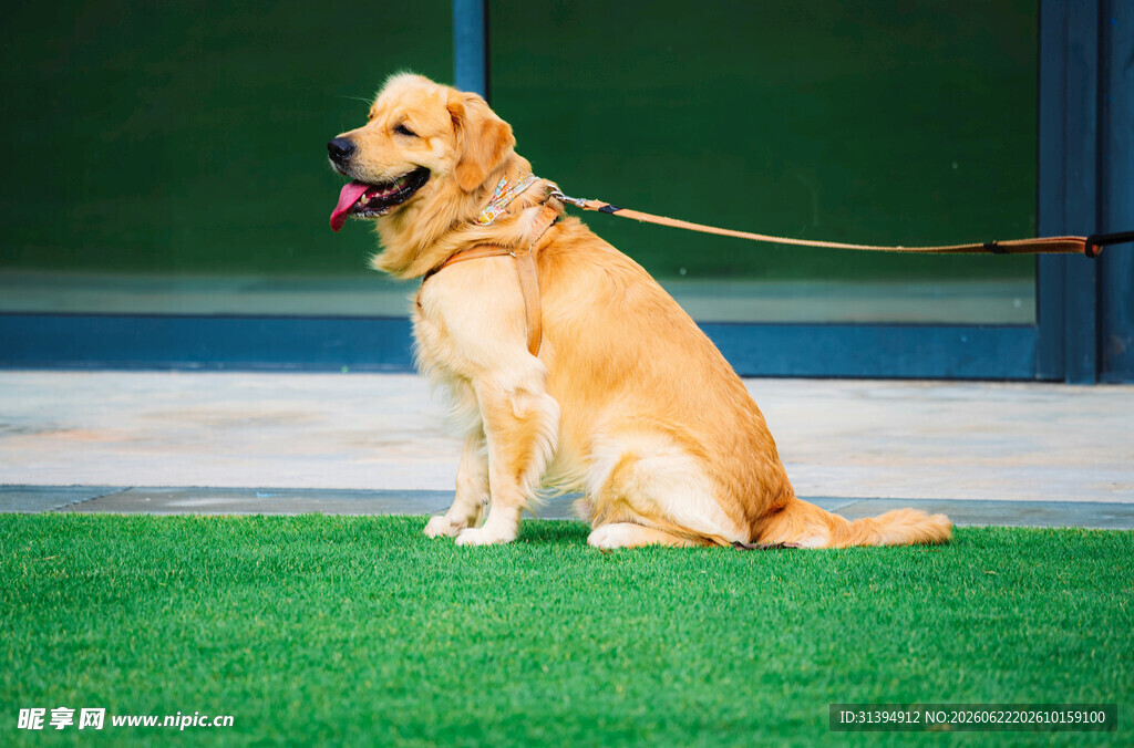 坐着的金毛犬