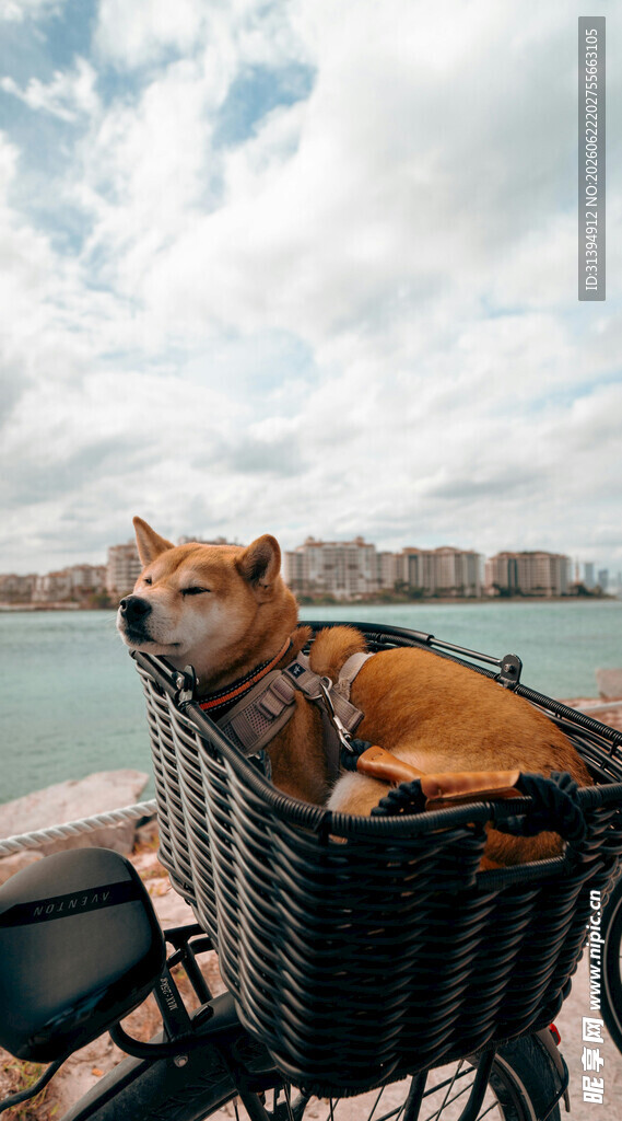篮子里惬意的柴犬