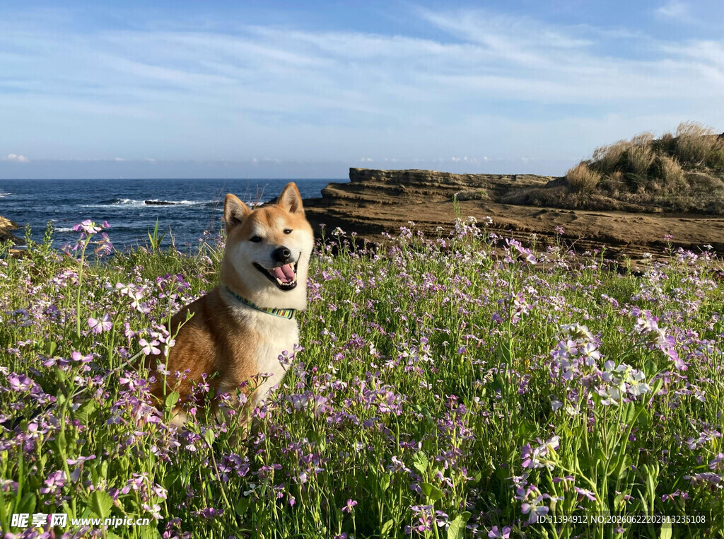 海边花丛中的可爱柴犬